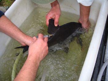 bream receiving injection
