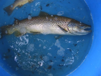 anaesthetised sea trout