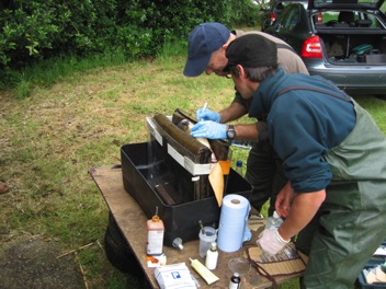 tagging bream