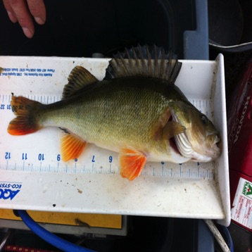 Large perch on measuring board