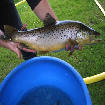 Large R.Wissey trout
