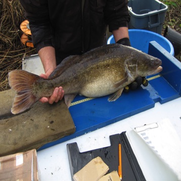 Large Norfolk zander